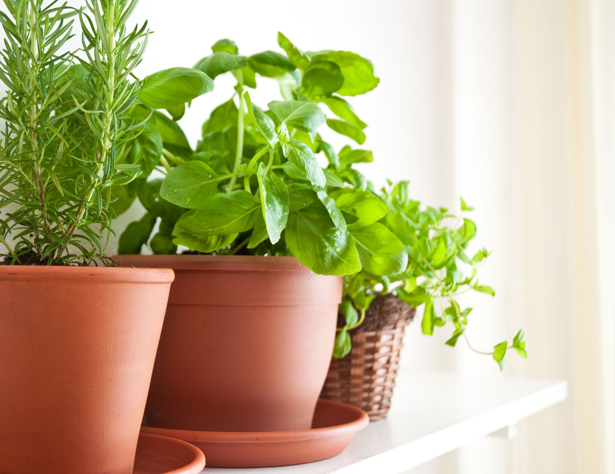 horta-em-apartamento