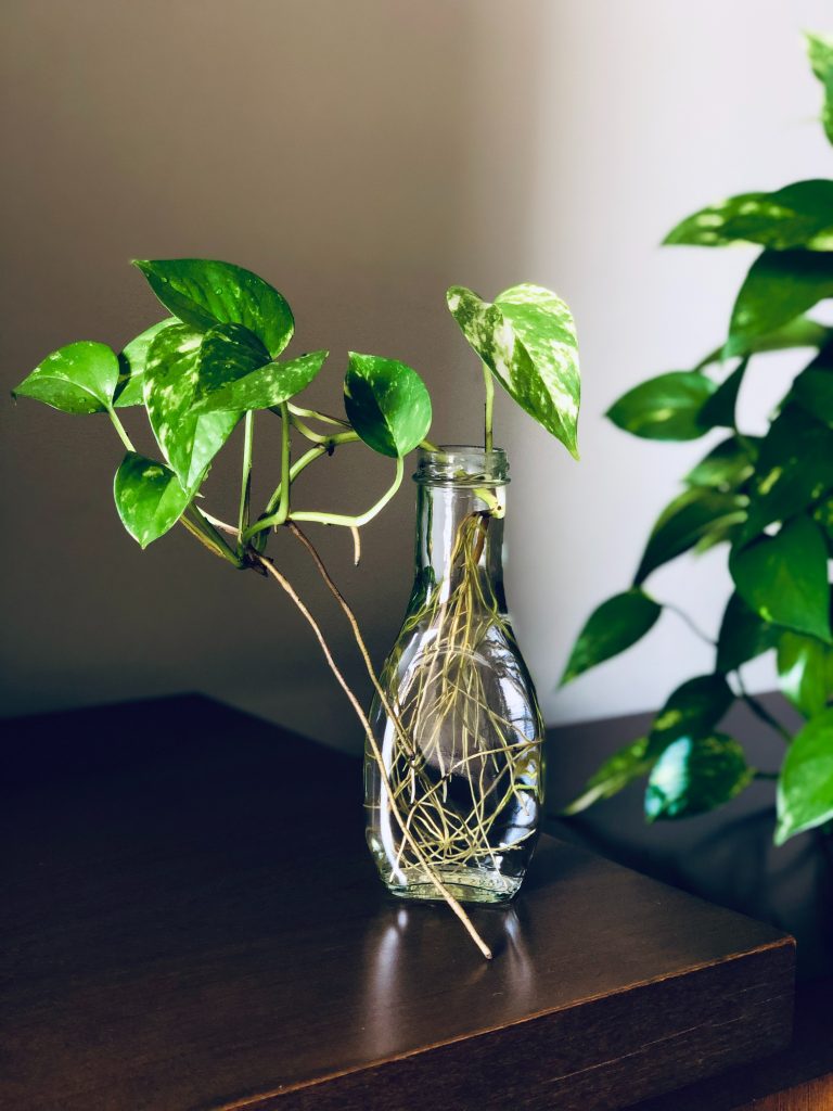 planta sustentável garrafa de vidro