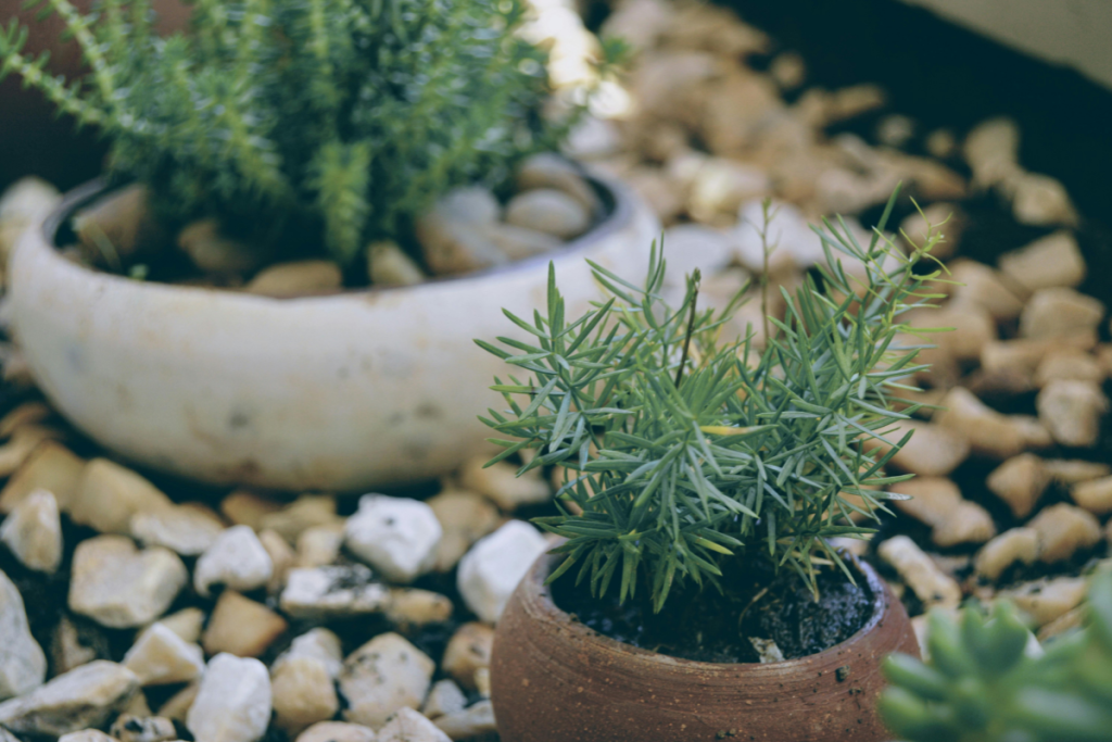 Plantas na decoração