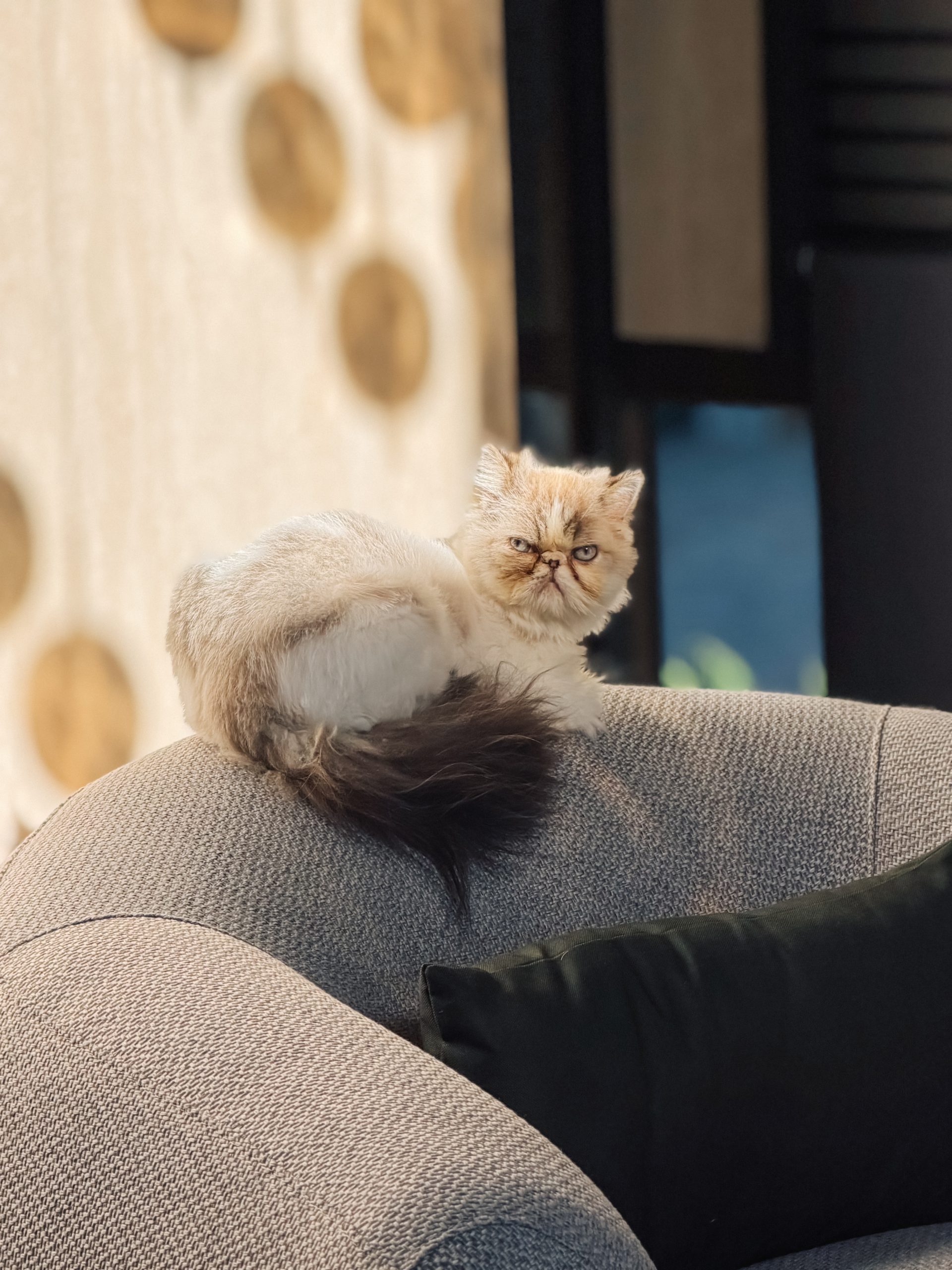 Living Ambiente Pet Friendly - Gato - living sofisticado em tons escuros com madeira e terracota