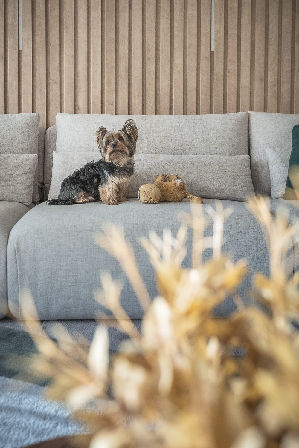 Living integrado - ambientes personalizados de alto padrão, com ripado e iluminação - adega integrada - Ambiente Pet Friendly - cachorrinho